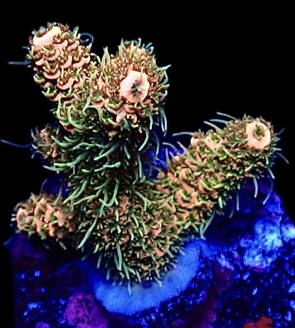 WYSIWYG 12E Bronze Adonis Millepora Frag