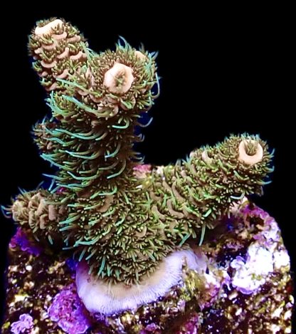 WYSIWYG 12E Bronze Adonis Millepora Frag - Image 2