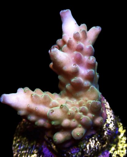 WYSIWYG 14E Acropora Nasuta Blue Tip Frag