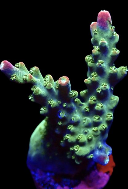 WYSIWYG 10E M.O.C. Bubblebath Unicorn Acropora Frag