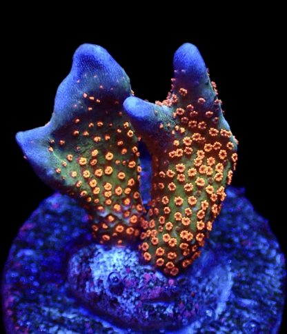 WYSIWYG 14J Bubblegum Montipora