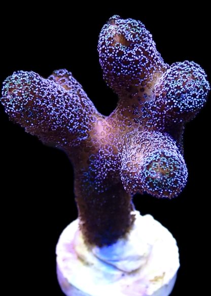 WYSIWYG 10i Purple Stylophora Milka Extra Large Frag