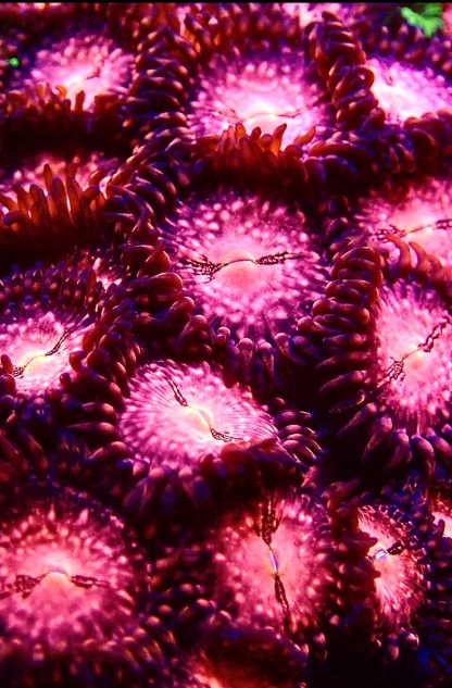 Speckled Heatwave Zoanthid Frag (2 Large Polyps)