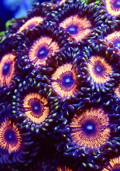 Armour Of God Zoanthid Frag (4 Large Polyps)