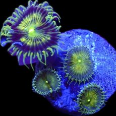 WYSIWYG 32A Grand Palythoa Frag