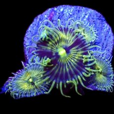 WYSIWYG 32B Grand Palythoa Frag
