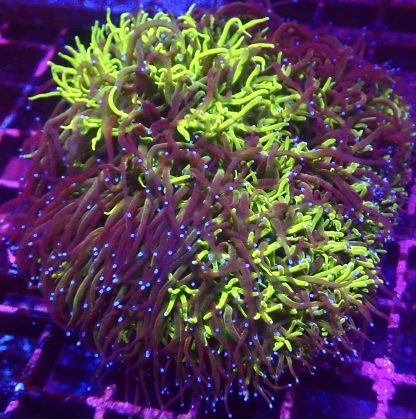 Fluorescent Lime And Purple Blue Tipped Galaxea Frag