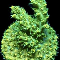 WYSIWYG 20E Hairy Acropora Lemon Selago
