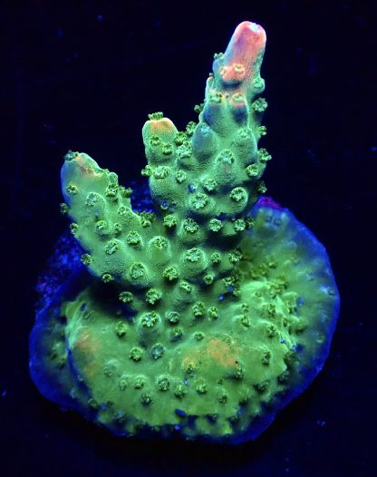 WYSIWYG 20F M.O.C. Bubblebath Unicorn Acropora Frag