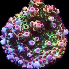 WYSIWYG 20F Bill Murray Acropora Frag