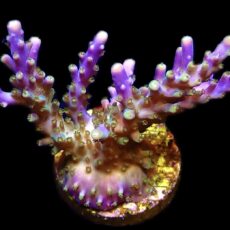 WYSIWYG 25F Magic Magenta Acropora Frag Extra Large