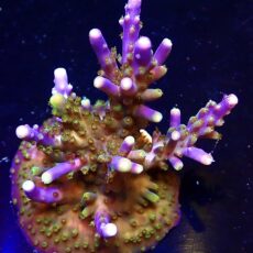 WYSIWYG 13F Magic Magenta Acropora Extra Large