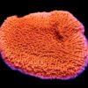 Orange Plating Montipora Capricornis Frag
