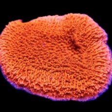Orange Plating Montipora Capricornis Frag