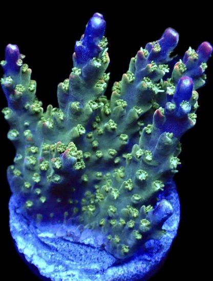 WYSIWYG 22i M.O.C. Bubblebath Unicorn Acropora Frag Extra Large