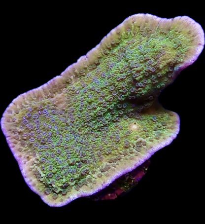 WYSIWYG 18C M.O.C. Pink Rim/Purple Polyped Plating Montipora Capricornis