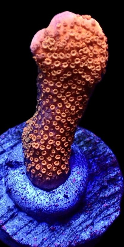 WYSIWYG 19C Burning Ember Montipora Frag