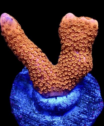 WYSIWYG 19F Burning Ember Montipora Frag