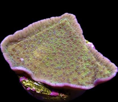 WYSIWYG 18J M.O.C. Pink Rim/Purple Polyped Plating Montipora Capricornis