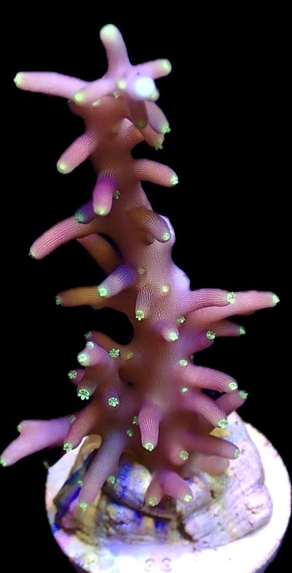 WYSIWYG 22D Purple Dragon Acropora Frag Large