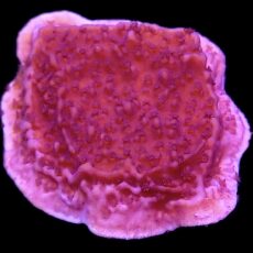 WYSIWYG 9i Purple Plating Montipora Frag