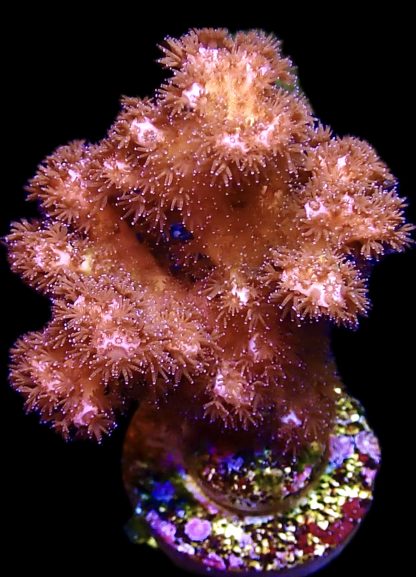 WYSIWYG 22H Cherry Tree Pocillopora Frag Large