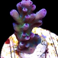 WYSIWYG 17E Electric Miyagi Tort Acropora Frag