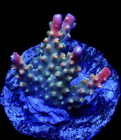 WYSIWYG 18H Rainbow Confetti Acropora Frag