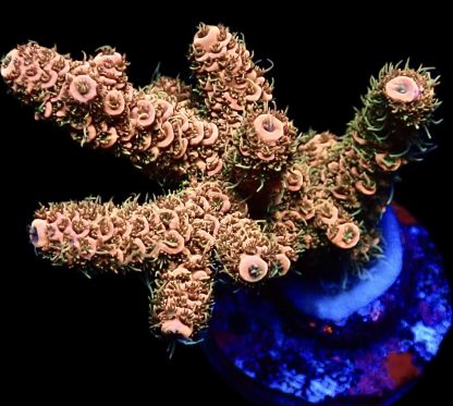 WYSIWYG 14H Bronze Adonis Acropora Millepora Frag Large