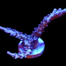 WYSIWYG 24C Blue Curacao Acropora Extra Large