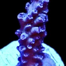 WYSIWYG 11J Blue Curacao Acropora