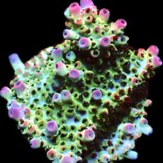 WYSIWYG 18F Bill Murray Acropora Frag