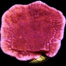 WYSIWYG 9J Purple Plating Montipora Frag Large