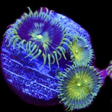 WYSIWYG 30D Grand Palythoa Frag