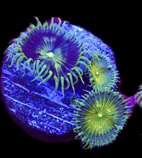WYSIWYG 30D Grand Palythoa Frag