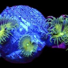 WYSIWYG 31B Grand Palythoa Frag