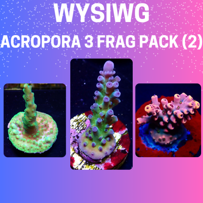 WYSIWYG  Acropora  3 Frag Pack - (2)