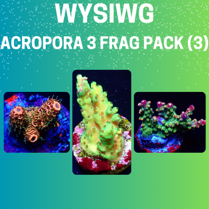 WYSIWYG  Acropora  3 Frag Pack - (3)