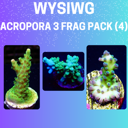 WYSIWYG  Acropora  3 Frag Pack - (4)