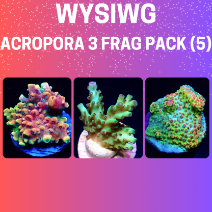 WYSIWYG  Acropora  3 Frag Pack - (5)