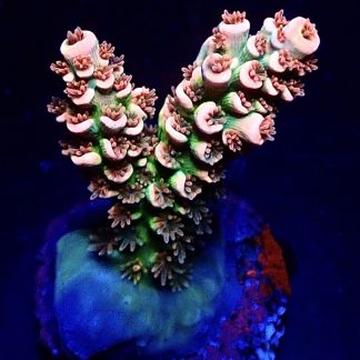 WYSIWYG 22C M.O.C. Pink Chartreuse Acropora Tenius