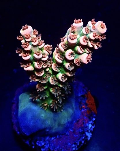 WYSIWYG 22C M.O.C. Pink Chartreuse Acropora Tenius