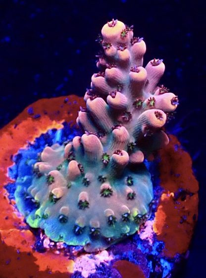 WYSIWYG 22D Acropora Latistella Frag