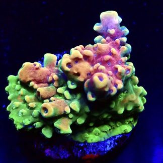 WYSIWYG 17F Pink Cadillac Acropora