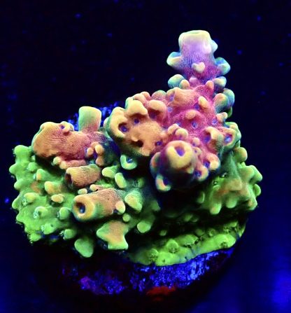 WYSIWYG 17F Pink Cadillac Acropora