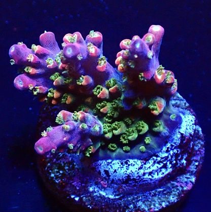 WYSIWYG 17H M.O.C Acropora Frag