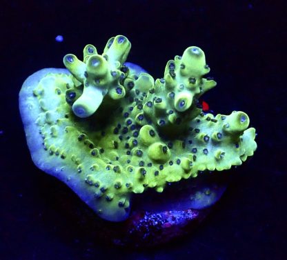 WYSIWYG 23E M.O.C Acropora Frag