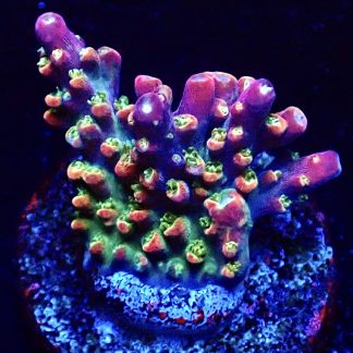 WYSIWYG 18J M.O.C Acropora Frag