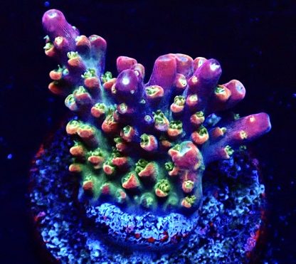 WYSIWYG 18J M.O.C Acropora Frag