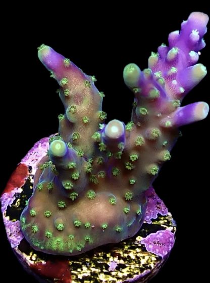 WYSIWYG 24H M.O.C Acropora Frag